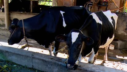 Karnataka: బంగారు నెక్లెస్ని మింగిన ఆవు.. ఏం చేశారంటే..