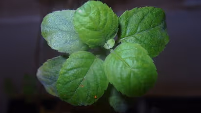 রাম না শ্যাম- কোন তুলসী চারা ঘরে রাখলে সুখ সমৃদ্ধি বাড়ে? মনে রাখবেন তুলসী গাছ এভাবেই লাগাতে হয়