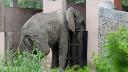 Delhi zoo | ശങ്കറിനൊരു പങ്കാളി വേണം, അല്ലെങ്കില്‍ തിരികെ കൊണ്ടുപോകണം; ആഫ്രിക്കയോട് ദില്ലി മൃഗശാല