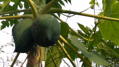 പപ്പായ പറിച്ച അമ്മായിഅമ്മയെ മരുമകൾ കത്തി കൊണ്ട് വെട്ടി; പൊലീസ് കേസെടുത്തു