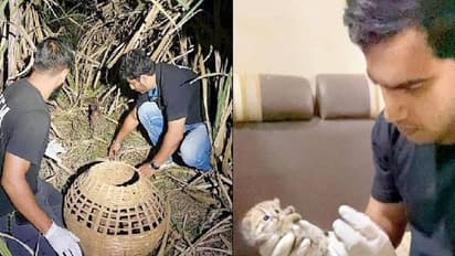 ലോകത്തിലെ തന്നെ ഇത്തിരിക്കുഞ്ഞൻ പൂച്ചകൾ, അനാഥമായ കുഞ്ഞിനെ അമ്മപ്പൂച്ചയോടൊപ്പമെത്തിച്ച് റെസ്ക്യൂ സംഘം