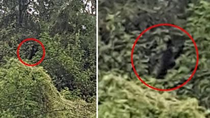 'നായമനുഷ്യൻ' പിന്തുടർന്നു, ജീവൻ തന്നെ അപകടത്തിലായി, വിചിത്രവാദവും ചിത്രങ്ങളുമായി യുവാവ്