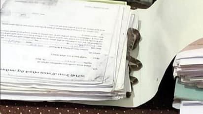 फाइल खोलते ही तहसीलदार मैडम के उड़े होश, चीखते-चिल्लाते कुर्सी छोड़ भागीं..जिसने देखा यह सीन वो भी कांप गया