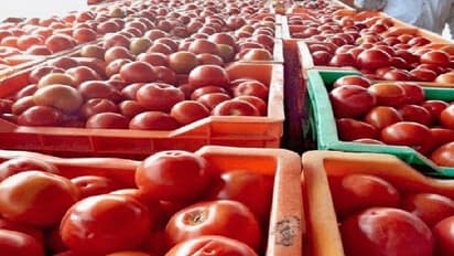 Tomato Prices: হাতে ছ্যাঁকা দিচ্ছে টমেটোর দাম, মাথায় হাত মধ্যবিত্ত ভারতের