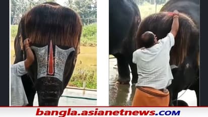 viral video: বব-কাট চুল আঁচড়ে দিচ্ছে মাহুত, পা মুড়ে বসে সাহায্য হাতির