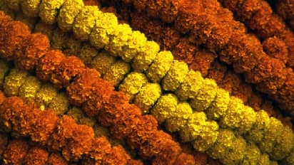 Flower Market: শহরের বিভিন্ন কোণায় রয়েছে একাধিক ফুলের বাজার, রইল ভারতের কয়টি নামকরা ফুলের মার্কেটের খোঁজ