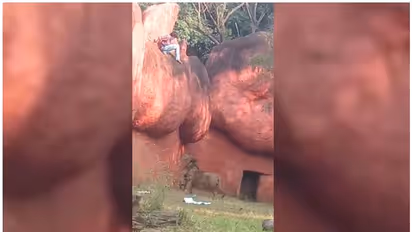 Lion : സിംഹമടയില് യുവാവിന്റെ സാഹസികത, ജീവന് തിരിച്ചുകിട്ടിയത് ഭാഗ്യം; ഞെട്ടിക്കും വീഡിയോ