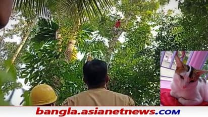 Pet cat rescued: মগডালে বিড়াল, ব্যর্থ দমকল - জীবনের ঝুঁকি নিয়ে 'সানি'কে উদ্ধার করলেন যুবক