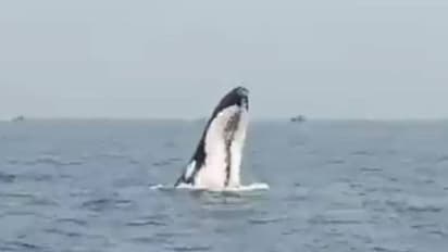 ഉയര്ന്നുപൊന്തിയ തിമിംഗലം ബോട്ടിലിടിച്ചു, തെറിച്ച് വീണ് മത്സ്യബന്ധന തൊഴിലാളികൾ, ദാരുണാന്ത്യം