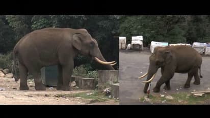Wild Elephant : മൂന്നാറില് ചാക്കില്ക്കെട്ടിവച്ചിരുന്ന പച്ചക്കറിയുമായി കടന്നുകളഞ്ഞ് 'പടയപ്പ'
