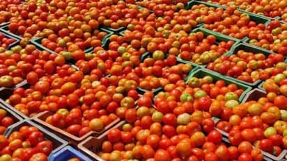 Tomato rate crashes: Rate comes down to Rs 40 from Rs 100