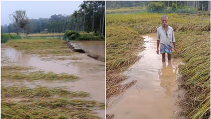 Kerala rain : അപ്രതീക്ഷിത മഴ; പുല്പ്പള്ളി, മുള്ളന്കൊല്ലി, പെരിക്കല്ലൂര് പ്രദേശങ്ങളില് വ്യാപക കൃഷിനാശം