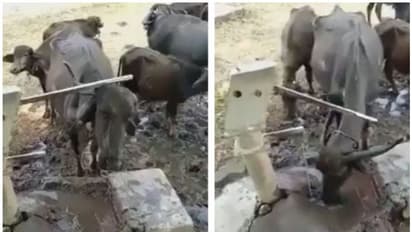 Buffalo: 'ഈ പോത്ത് പൊളിയല്ലേ', ദാഹിച്ചുവലഞ്ഞ പോത്ത് സ്വന്തമായി പമ്പ് ചെയ്ത് വെള്ളം കുടിക്കുന്നു, വീഡിയോ കാണാം