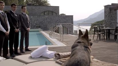 Wealthy dog : 3,715 കോടിയുടെ ആസ്തി; ഇത് ലോകത്തെ ഏറ്റവും സമ്പന്നനായ പട്ടി