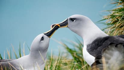 ഏകപത്നീവ്രതം നിര്ത്തി ഇവരും പുത്തന് ഇണകളെ തേടാന് തുടങ്ങി, കാരണം വേറെയാണ്