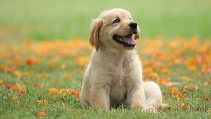 നായകളെ ഉപയോഗിച്ചുള്ള 'പപ്പി യോഗ'യ്ക്ക് വിലക്കുമായി ഇറ്റലി