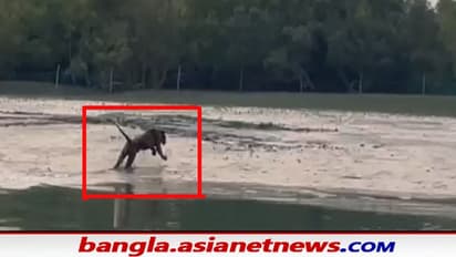 Sundarban: শীতের আমেজ মেখে জঙ্গলের বাইরে আনাগোনা রয়েল বেঙ্গল টাইগারের, খুশি সুন্দরবনের পর্যটকেরা