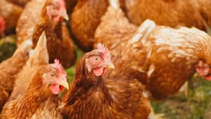 Poultry Farm : 'ഡിജെ പാര്‍ട്ടിയുടെ ശബ്ദം കേട്ട് 63 കോഴികള്‍ ചത്തു'; പരാതിയുമായി കര്‍ഷകന്‍