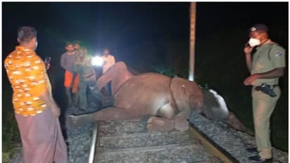 Elephant : ട്രെയിനിടിച്ചു കാട്ടാനകൾ ചരിഞ്ഞ സംഭവം; തമ്മിലടിച്ച് തമിഴ്നാട് വനം വകുപ്പും റെയിൽവേയും