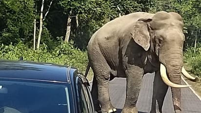 Elephant: জয়ন্তীর রাস্তায় আচমকা দাঁতাল-দর্শন, হাতি দেখে আনন্দে আত্মহারা পর্যটকরা
