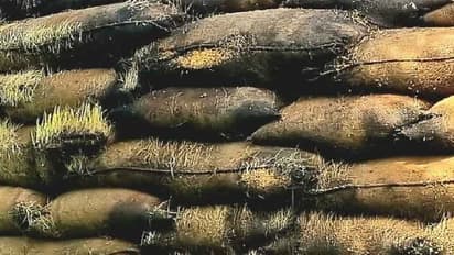 அரசு குடோனில் தொடரும் அவல நிலை… வயிறெரியும் திருவரூர் விவசாயிகள்!!