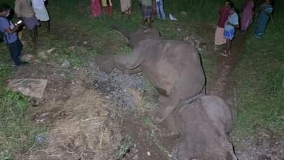 இரயில் ஓட்டுநர் மீது பாய்ந்தது வழக்கு - கர்ப்பிணி யானை பலியான சம்பவத்தில் திடீர் திருப்பம்