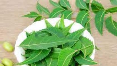  వేప ఆకులను ఎక్కువగా తింటే ఎంత డేంజరో తెలుసా? 