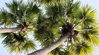 భార్యమీద అలిగి తాటిచెట్టెక్కాడు.. నెలరోజులుగా, తిండి,నిద్ర.. మకాం అక్కడే.. ఎక్కడంటే...