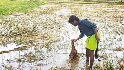 Karnataka Rains: ಗಾಯದ ಮೇಲೆ ಬರೆ ಎಳೆದ ವರುಣ: ಡಿಸೆಂಬರ್‌ ಮಳೆಗೆ ದಂಗಾದ ಅನ್ನದಾತ..!