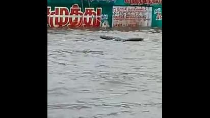 வீடு தேடி முதல்வர் வருவார்னு சொன்னாங்க… ஆனா முதலை தான் வருது… விடாமல் ரவுண்டு கட்டும் நெட்டிசன்ஸ்…