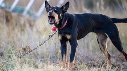 ऐसी मां किसी को न मिले: 3 बच्चों को कुत्ते की चेन से पीटती थी-कई दिनों तक भूखा रखती, चाहती थी कि वे मर जाए