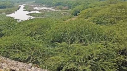 അന്ന് വിറകുക്ഷാമം നേരിടാൻ ആഫ്രിക്കയിൽ നിന്നെത്തിച്ചു, ഇന്ന് വെള്ളമൂറ്റിയെടുത്ത് പേടിപ്പിക്കുന്ന ചെടി!