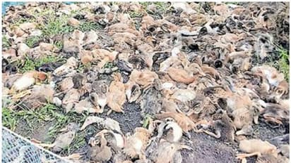 ഒമ്പതിനായിരത്തോളം താറാവുകള് കൂട്ടത്തോടെ ചത്തു; പക്ഷിപ്പനിയെന്ന് സംശയം