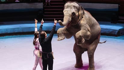 Kept Animals Bill : ആനകളെ തടവിലിടുന്നതിനെതിരെ 'മൃഗാവകാശ ബില്ലു'മായി ബ്രിട്ടന്‍