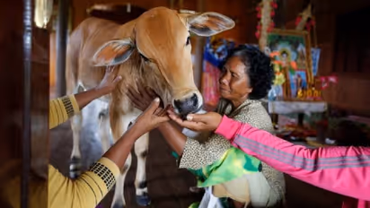 'ഭർത്താവിനെ പോലെ ചുംബിക്കുകയും പെരുമാറുകയും ചെയ്യുന്നു': പശുവിനെ വിവാഹം ചെയ്ത് സ്ത്രീ