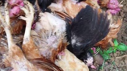 മാന്നാറിൽ മുപ്പതോളം 'ഗിരിരാജൻ' കോഴികളെ തെരുവ് നായ്ക്കൾ കടിച്ചുകൊന്നു