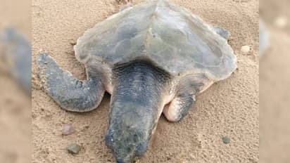 Kemp's Ridley turtle : കൊടുങ്കാറ്റിൽ കടലാമ ഒഴുകിയെത്തിയത് 6,400 കിലോമീറ്ററപ്പുറം, ജീവൻ രക്ഷിക്കാൻ തീവ്രപരിചരണം