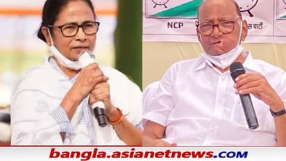 নবাব মালিক ইস্যুতে মমতাকে ফোন পাওয়ারের, জানতে চাইলেন 'কী করতে হবে'