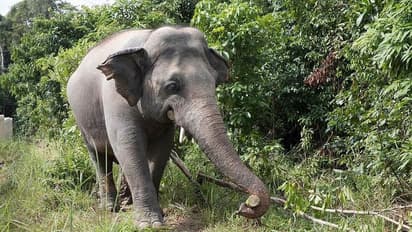 పగబట్టిన ఏనుగు.. వృద్ధురాలిని తొక్కి చంపి.. అంత్యక్రియలకు వచ్చి, చితిపై నుంచి శవాన్ని విసిరేసి..