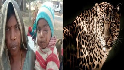 சிறுத்தையுடன் சண்டைபோட்ட வீரத்தாய்… குழந்தையை மீட்க துணிகர சம்பவம்!!