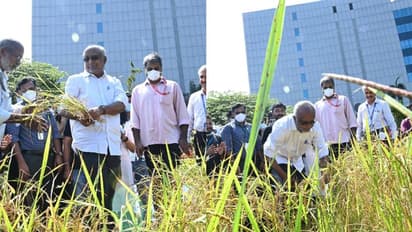 Harvest Festival : ടെക്കികൾ പാടത്തിറങ്ങി ; യുഎൽ സൈബർപാർക്കിൽ കൊയ്ത്തുത്സവം