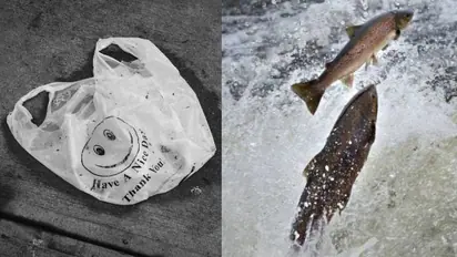 Plastic from sperm? Chinese scientists create eco-friendly alternative