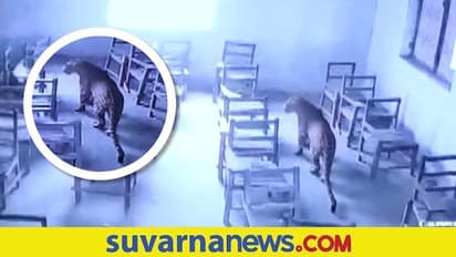 Leopard in School: ಶಾಲೆಗೆ ಬಂದ ಚೀತಾ... ಎದ್ದು ಬಿದ್ದು ಓಡಿದ ಮಕ್ಕಳು