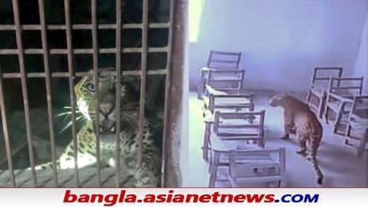 Leopard Attack: আলিগড়ে কলেজে ঢুকে ছাত্রের ওপর চিতা-হামলা, ভাইরাল শিউরে ওঠার মতো ভিডিও