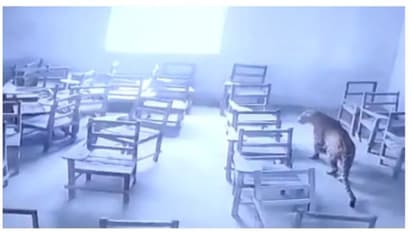 Viral Video: ক্লাসরুমে চিতাবাঘের হানা, জখম ছাত্র, ভাইরাল ভিডিও