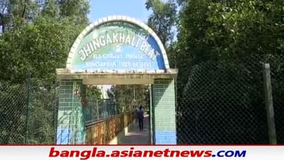 Sundarban Tiger: সুন্দরবনের জঙ্গলে মিষ্টি জলের অভাব, বাঘের তেষ্টা মেটাতে বড় উদ্যোগ বন দপ্তরের