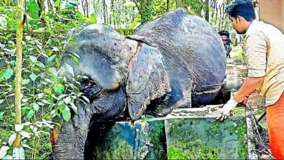 വിരണ്ടോടിയ പിടിയാന കിണറ്റില്‍ കുടുങ്ങി; ഒടുവില്‍ രക്ഷപ്പെടുത്തി