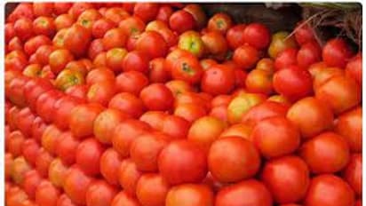 Kolar Tomato Crops : ರೈತರೇ  ಟೊಮೆಟೋ ಪುನಃ ಪುನಃ ಬೆಳೆಯಬೇಡಿ