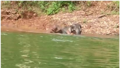 Munnar Elephants:  അമ്പമ്പോ എന്തൊരു കുളി; ഒരു ഒന്നൊന്നര ആനക്കുളി..!