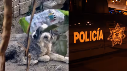 Shocking: कुत्ते ने अपनी मालकिन की बेटी के साथ किया रेप, जांच में सामने आई चौंकाने वाली कहानी